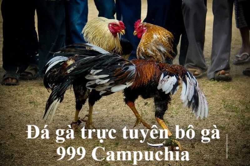 Đá gà trực tuyến bồ gà 999 Campuchia