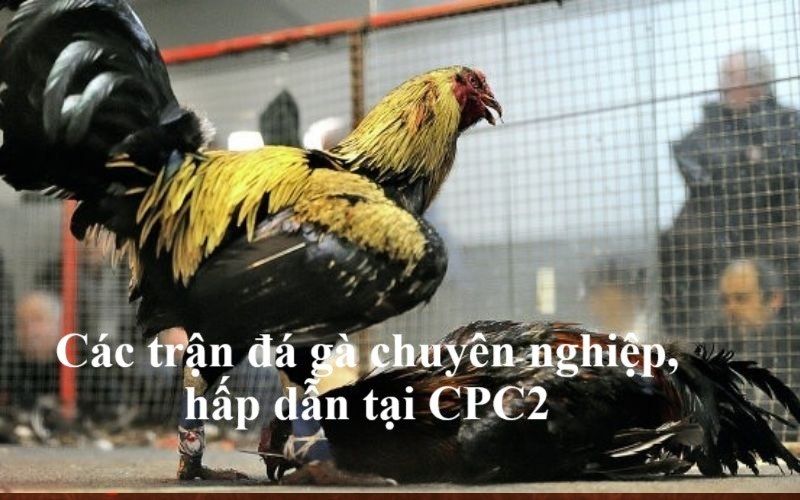 Các trận đá gà chuyên nghiệp, hấp dẫn tại CPC2