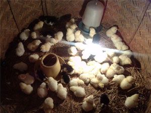 Hiện tượng quá nhiệt khi ấp trứng gà: Nguyên nhân và cách xử lý